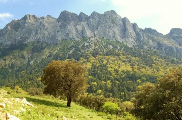 Complejo Rural El Molino de Abajo — instalaciones y entorno de la casa, en El Bosque, Cádiz (imagen 20)