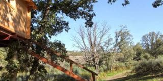 Bosque