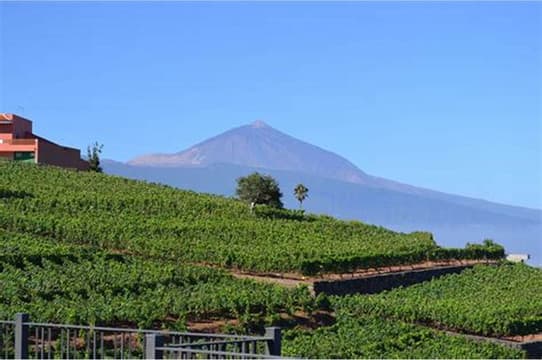 Finca House Relax — foto 4