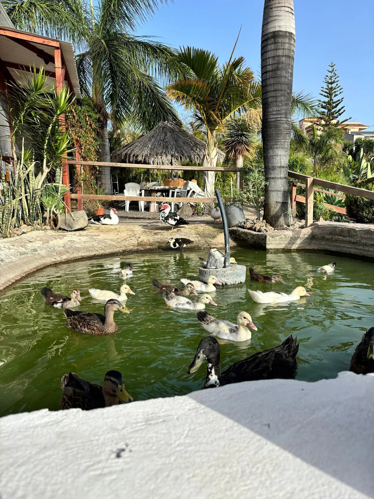 Agro Camping Invernaderito — camping en Tejina, Santa Cruz de Tenerife, Canarias · 4.1 de 5 (355 opiniones)