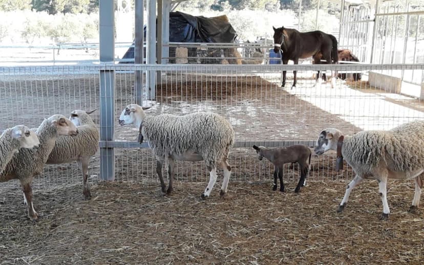 Alojamiento Rural y Centro de Ocio en Ibi (Alicante) Finca Daroca — foto 3