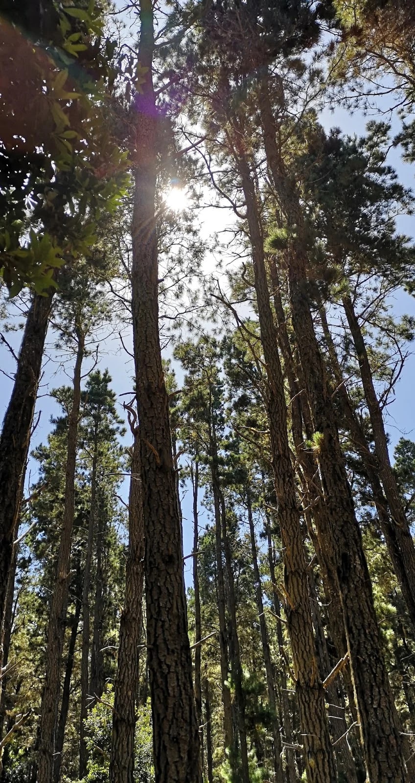 Área de Acampada La Caldera — camping en La Orotava, Santa Cruz de Tenerife, Canarias · 4.1 de 5 (67 opiniones)